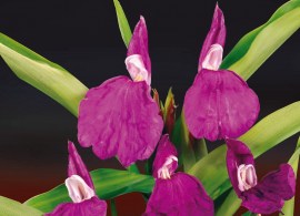 10460. roscoea auriculata los